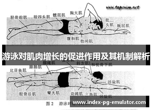 游泳对肌肉增长的促进作用及其机制解析 游泳对肌肉增长的促进作用及其机制解析